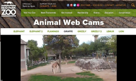 Reid Park Zoo animal webcams