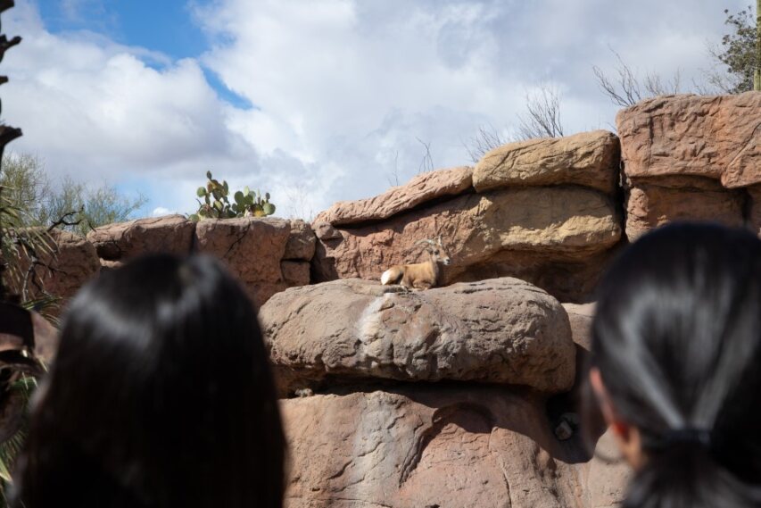 Korean students look up at a bighorn sheep