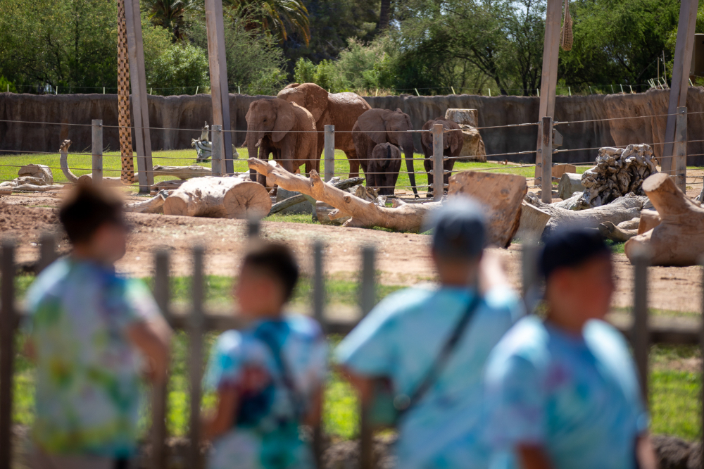 Students look at the elephants in their enclosure