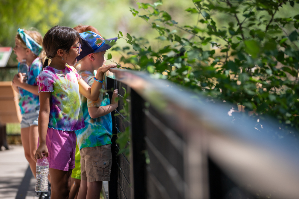 A girl and boy look into an animal exhibit