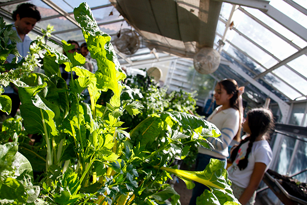 Closeup of plants in a greenhouse