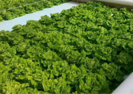 Photo of Lettuce