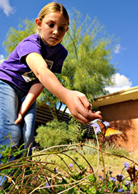 Student reaching for a monarch butterfly in the school's garden.